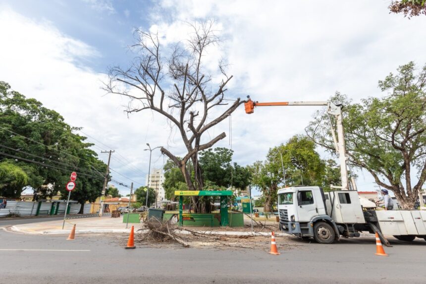 prefeitura-realiza-210-cortes-e-podas-de-arvores-em-20-dias